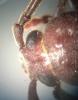 Arhopalus rusticus